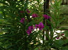 DSCN6878