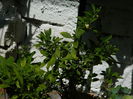 DSCN6894