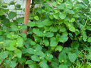 DSCN6895