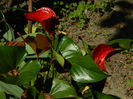 DSCN6898