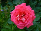 DSCN6904