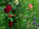 DSCN6915