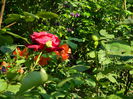 DSCN6918