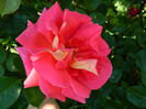 DSCN6930