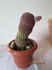 echinocereus rigidissimus v rubrispinus