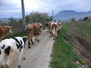 Pe langa calea ferata