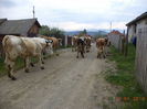 Prin sat cu vacile-2