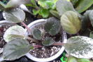 SAM_3625