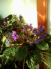 violeta