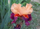 DSCN6905
