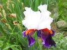 DSCN6896