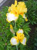 Fringe of Gold