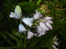 Hyacinthoides hispanica (2015, May 05)