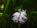 Hyacinthoides hispanica (2015, May 05)