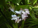 Hyacinthoides hispanica (2015, May 05)