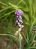 Muscari comosum (2015, May 08)