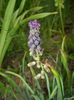 Muscari comosum (2015, May 08)