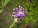 Muscari comosum (2015, May 12)