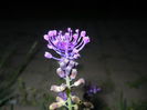 Muscari comosum (2015, May 13)