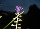 Muscari comosum (2015, May 13)
