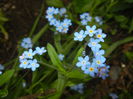 Myosotis alpestris (2015, April 20)