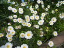 Bellis perennis (2015, April 20)