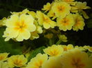 Primula polyanthus Yellow (2015, Apr.21)