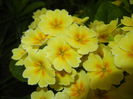 Primula polyanthus Yellow (2015, Apr.21)