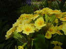Primula polyanthus Yellow (2015, Apr.21)