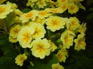 Primula polyanthus Yellow (2015, Apr.21)