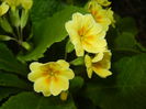 Primula polyanthus Yellow (2015, Apr.21)