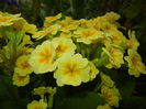 Primula polyanthus Yellow (2015, Apr.21)