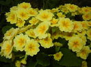 Primula polyanthus Yellow (2015, Apr.21)