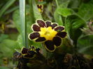 Primula elatior Gold Lace (2015, Apr.21)