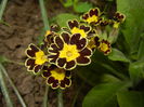 Primula elatior Gold Lace (2015, Apr.21)