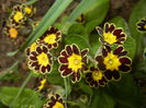 Primula elatior Gold Lace (2015, Apr.21)