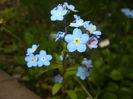 Myosotis alpestris (2015, April 21)