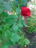 IMG_20150520_120818