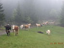 Vaca nazdravana