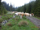 Vacutele la drum lung