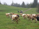 Vacutele la drum-09