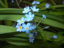 Myosotis alpestris (2015, April 21)