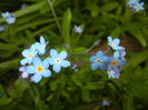 Myosotis alpestris (2015, April 21)