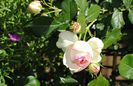 20 mai,Eden Rose
