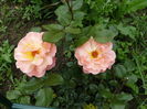 Rosemary stinghera ....