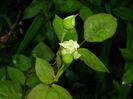 DSCN7075