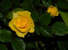 DSCN7078