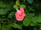 DSCN7081