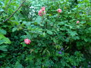 DSCN7082