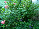 DSCN7083